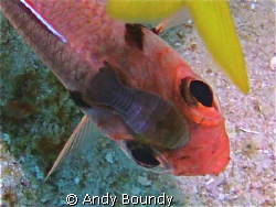 Cymothoid isopod attached to a blackbar soldier fish - at... by Andy Boundy 